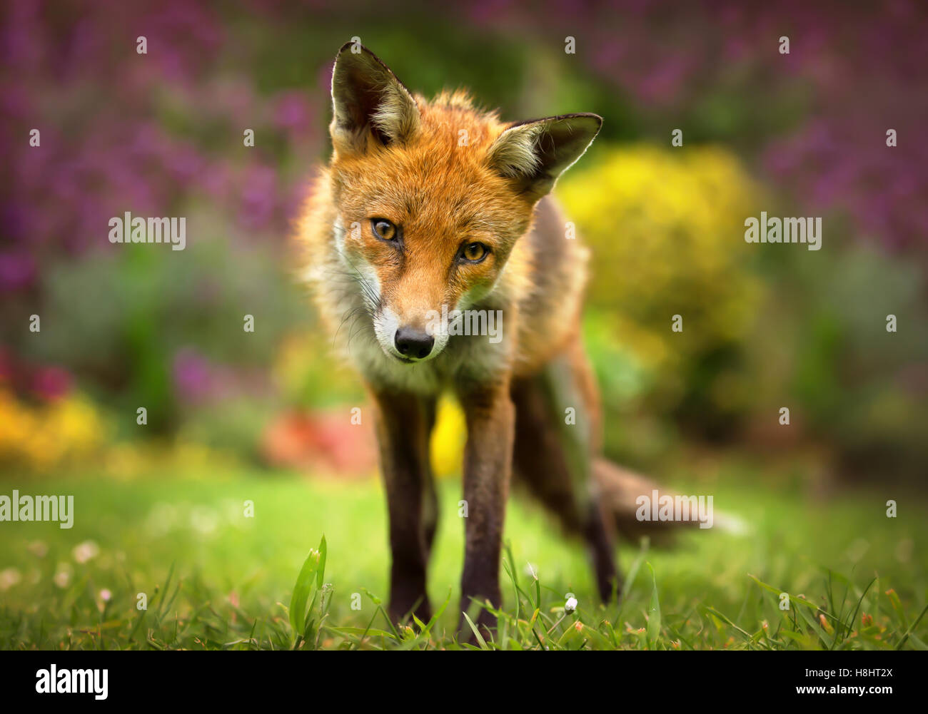 Portrait of Red Fox Stock Photo