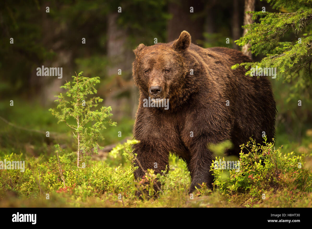 Eurasian Brown Bear Male Stock Photo Alamy eurasian-brown-bear-male-stock-photo-alamy