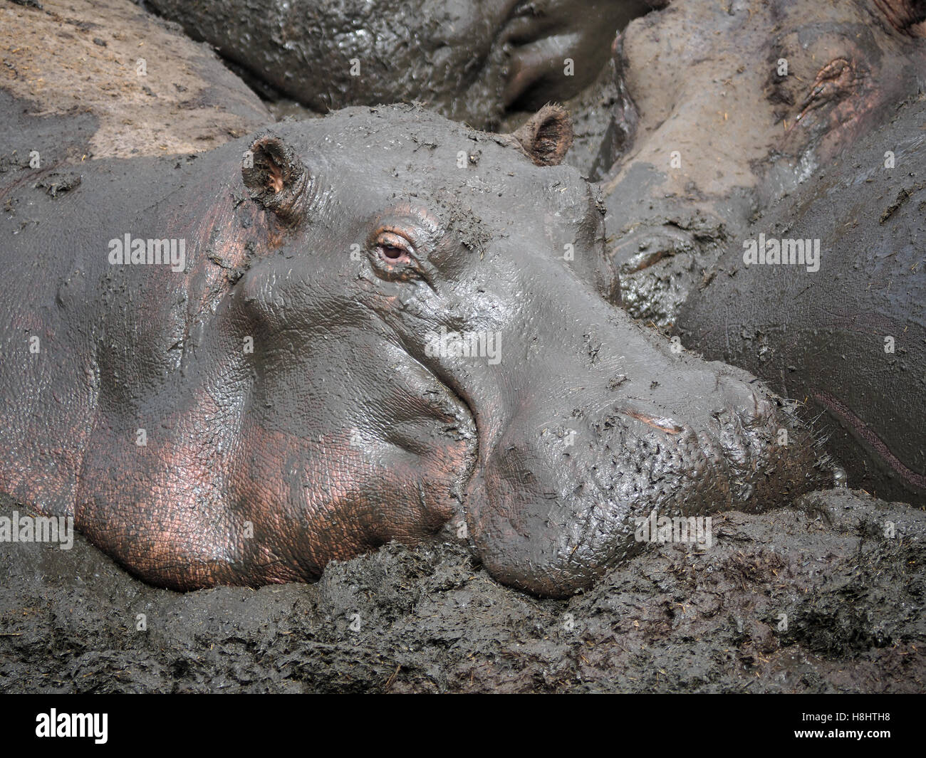 Close up view looking at the contented face of a hippopotamus basking in a hippo pool Stock Photo