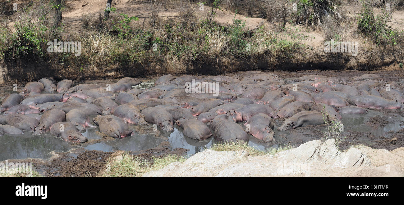 View looking down on a group of hippopotamus basking in a hippo pool Stock Photo