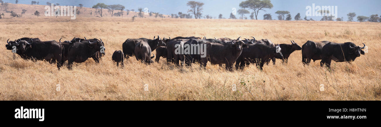 Distant view of a herd of African buffalo in the Ngorongoro Conservation Area Tanzania Africa Stock Photo