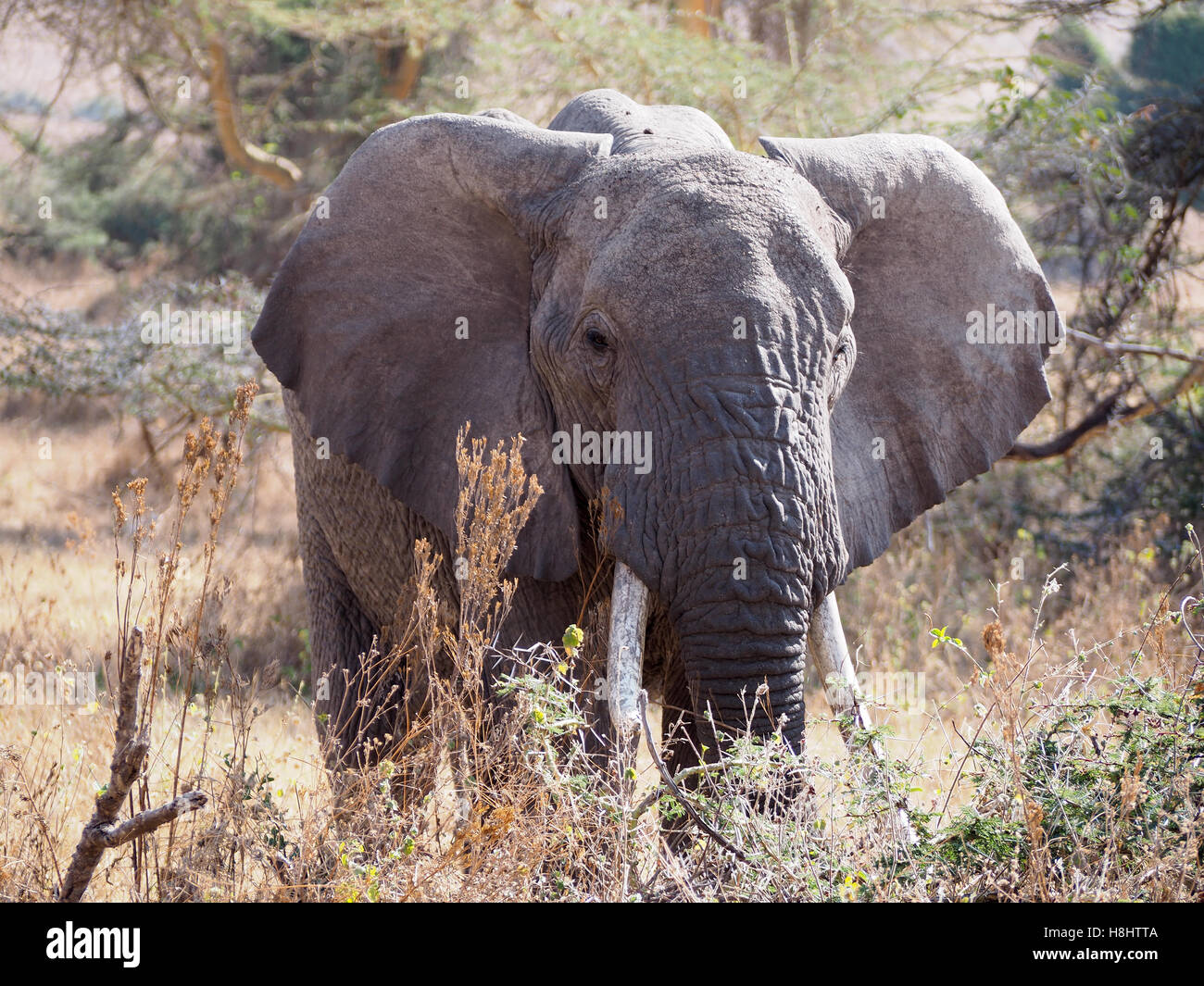Close-up front view of an elephant in the Ngorongoro Conservation Area Tanzania Africa Stock Photo