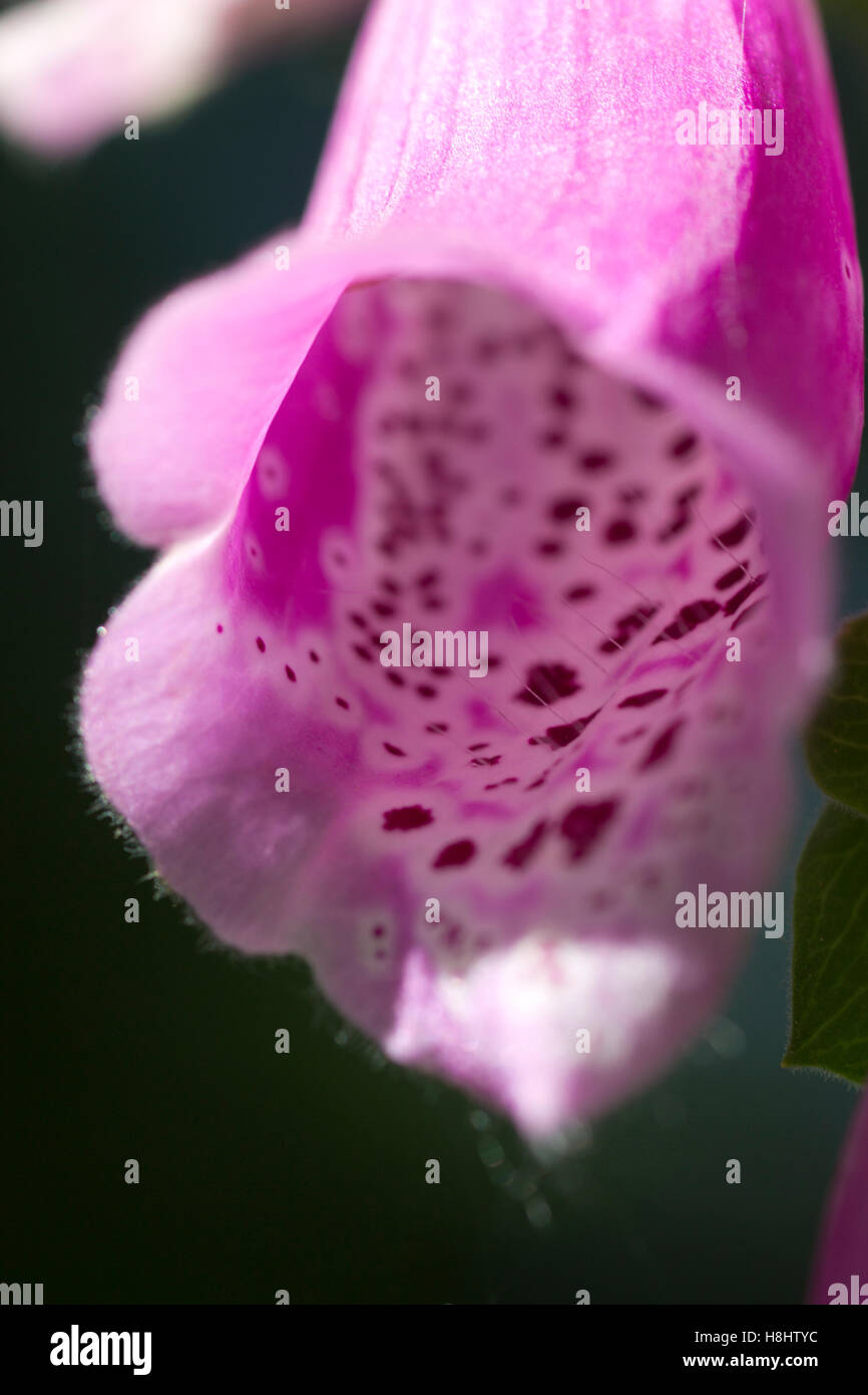 A closeup of a pink trumpet vine 1/3. Stock Photo