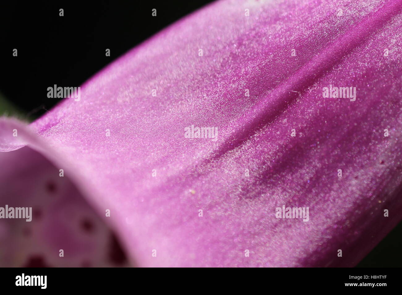 A closeup of a pink trumpet vine 2/3. Stock Photo