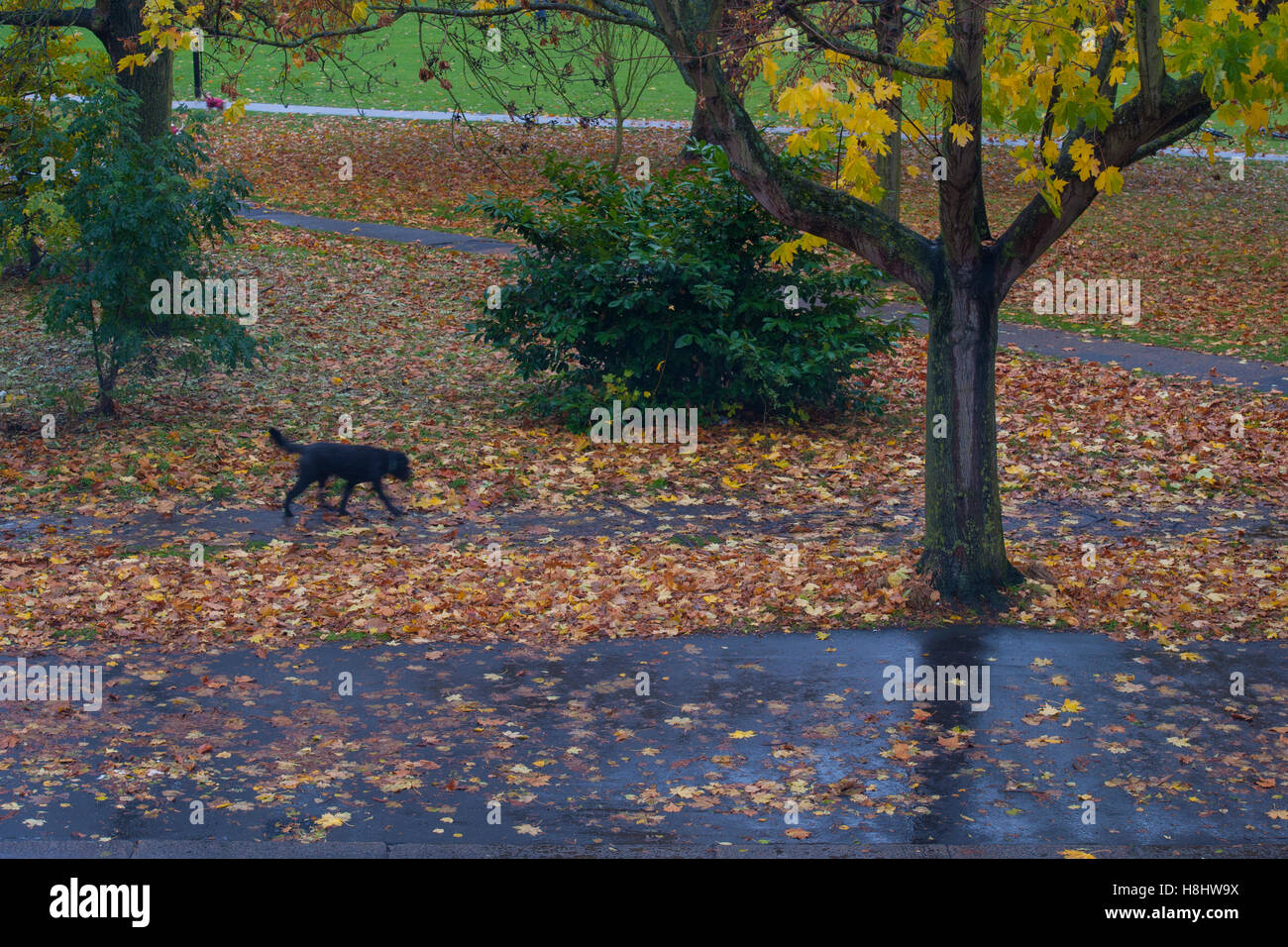 A dog runs in the autumn leaves Stock Photo Alamy