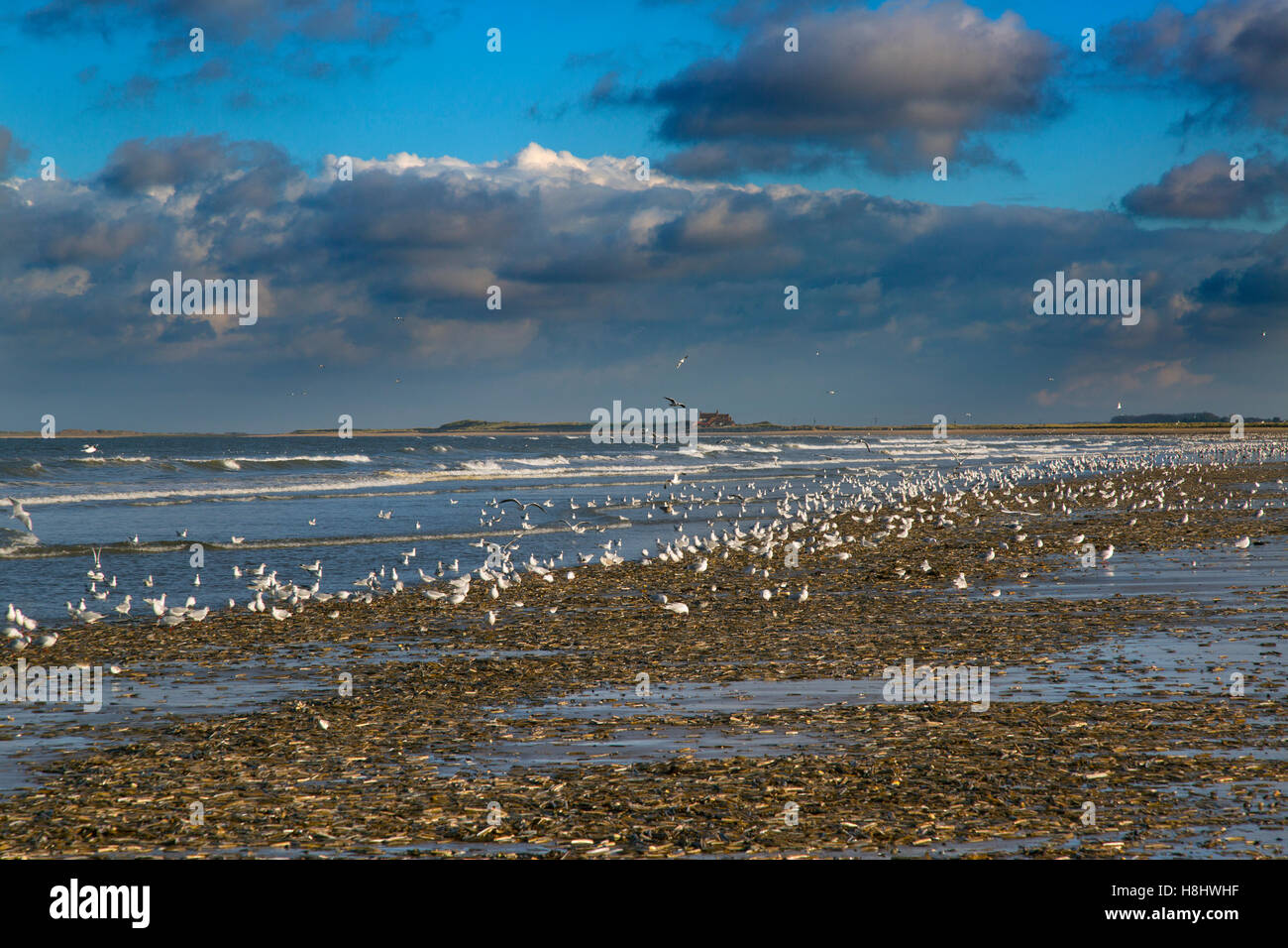 Waders and Gulls feeding along the tideline on razor shells Stock Photo