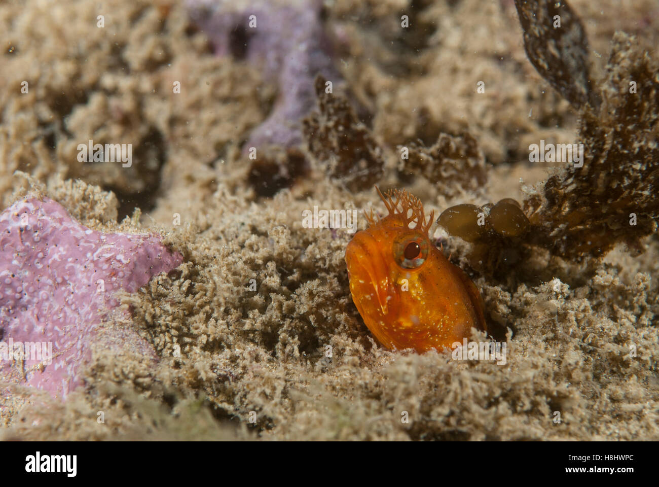 Yellowfin fringehead, an orange blenny fish, sticks its head out of a hole. Stock Photo