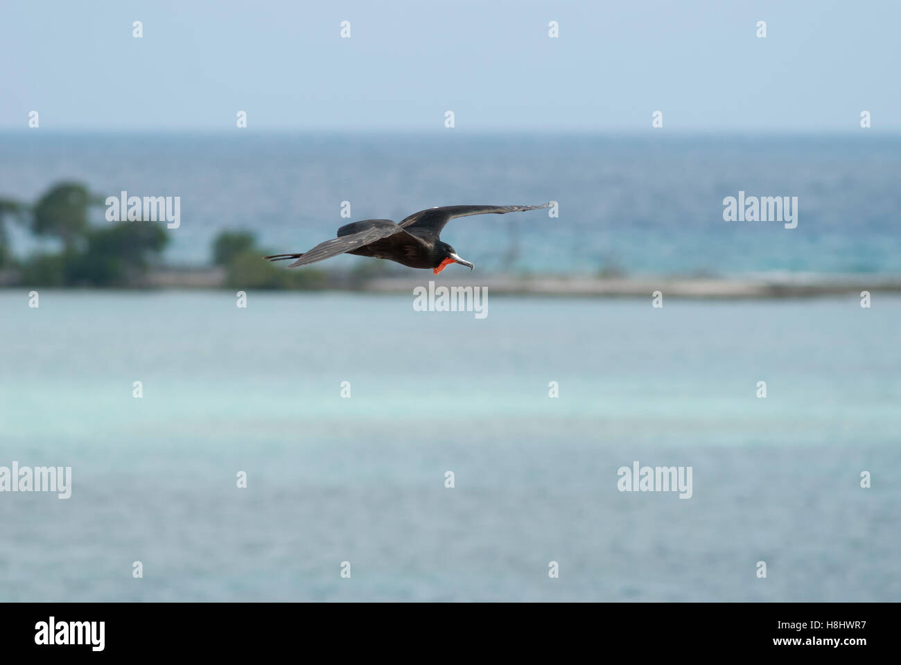 Magnificent frigate bird in flight over a tropical island: Dry Tortugas National Park. Stock Photo