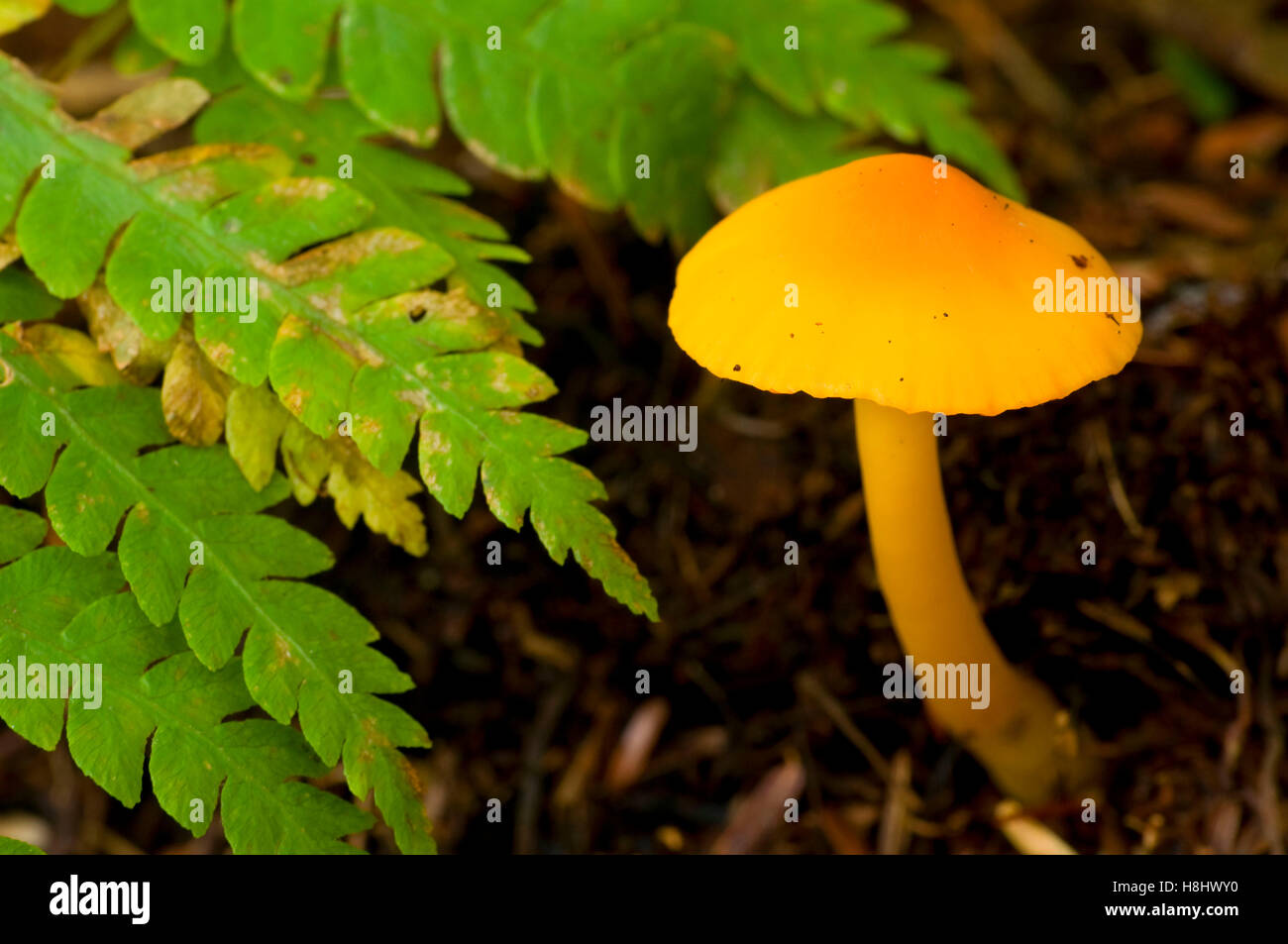 Mushroom, Perkins Pond Wildlife Management Area, New Hampshire Stock Photo - Alamy