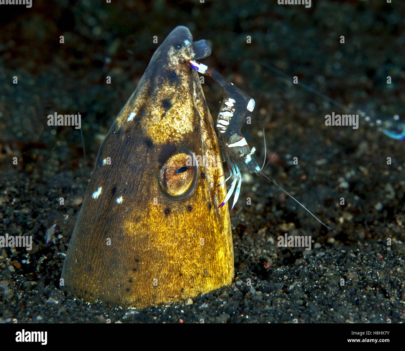 Close-up image showing Commensal shrimp cleaning the head of a Black finned eel. Stock Photo