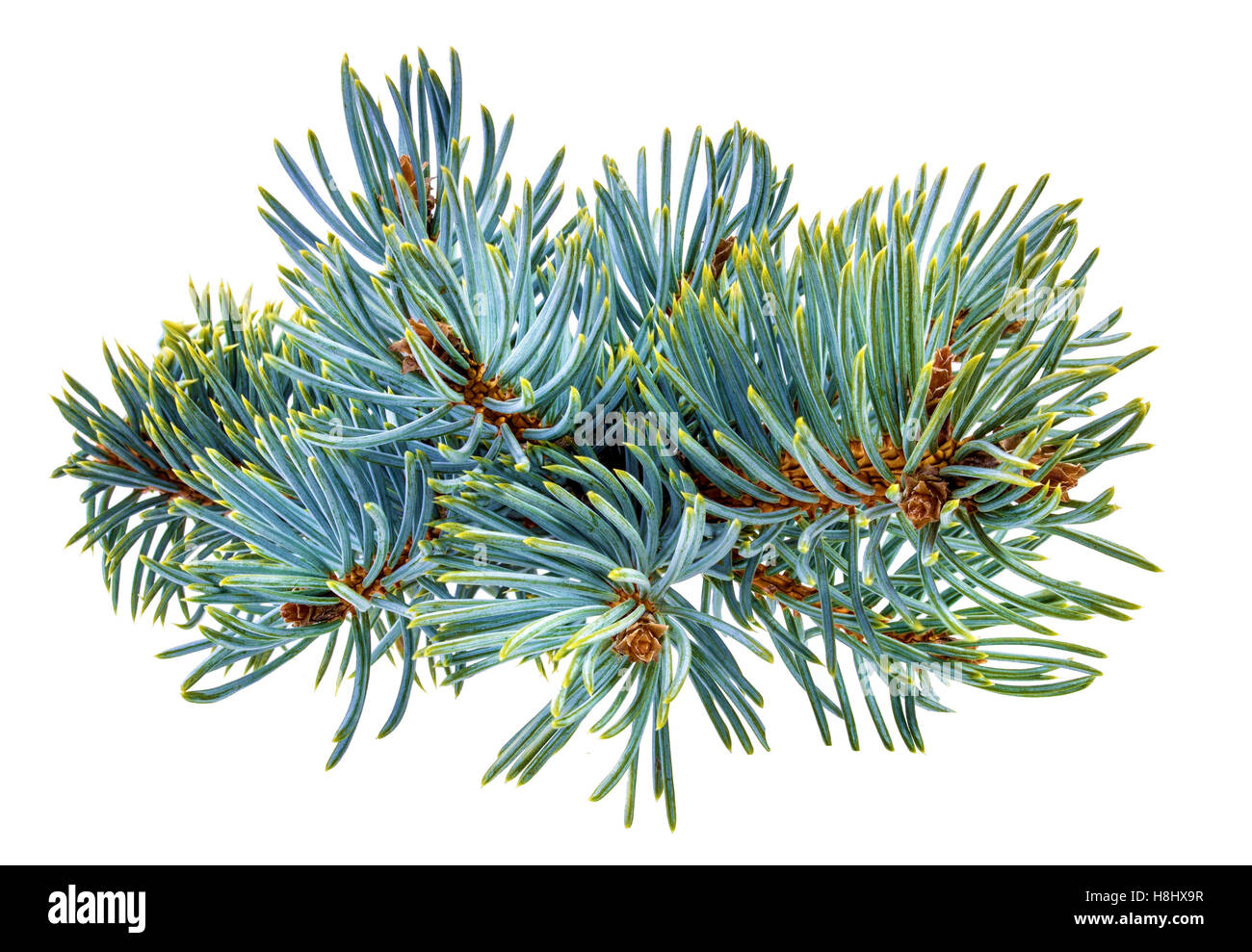 Holiday christmas background fir Cut Out Stock Images & Pictures - Alamy