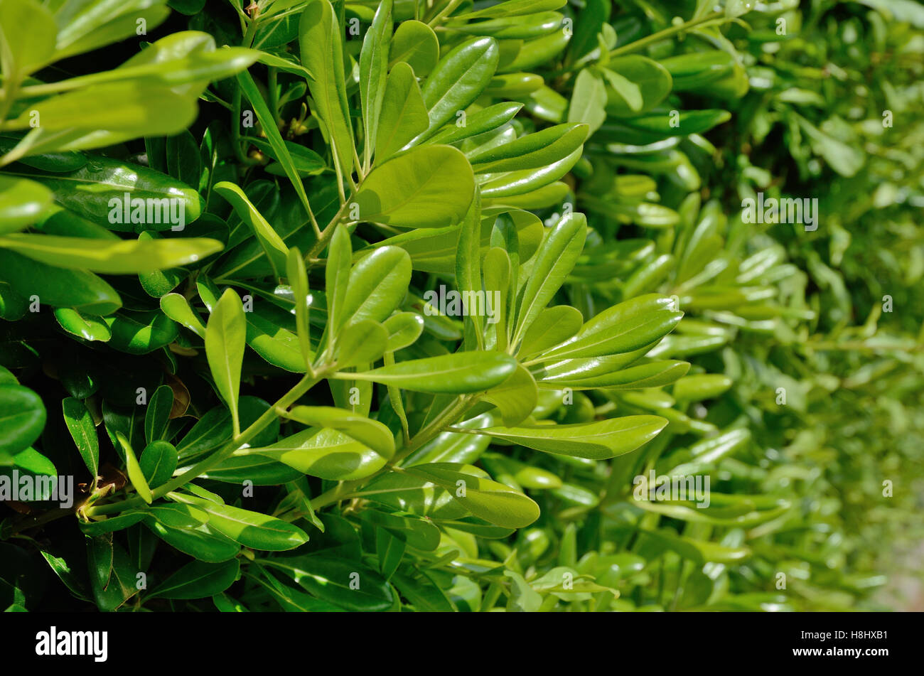 Spring Hedgerows Green wall of the hedgerow in spring Stock Photo - Alamy