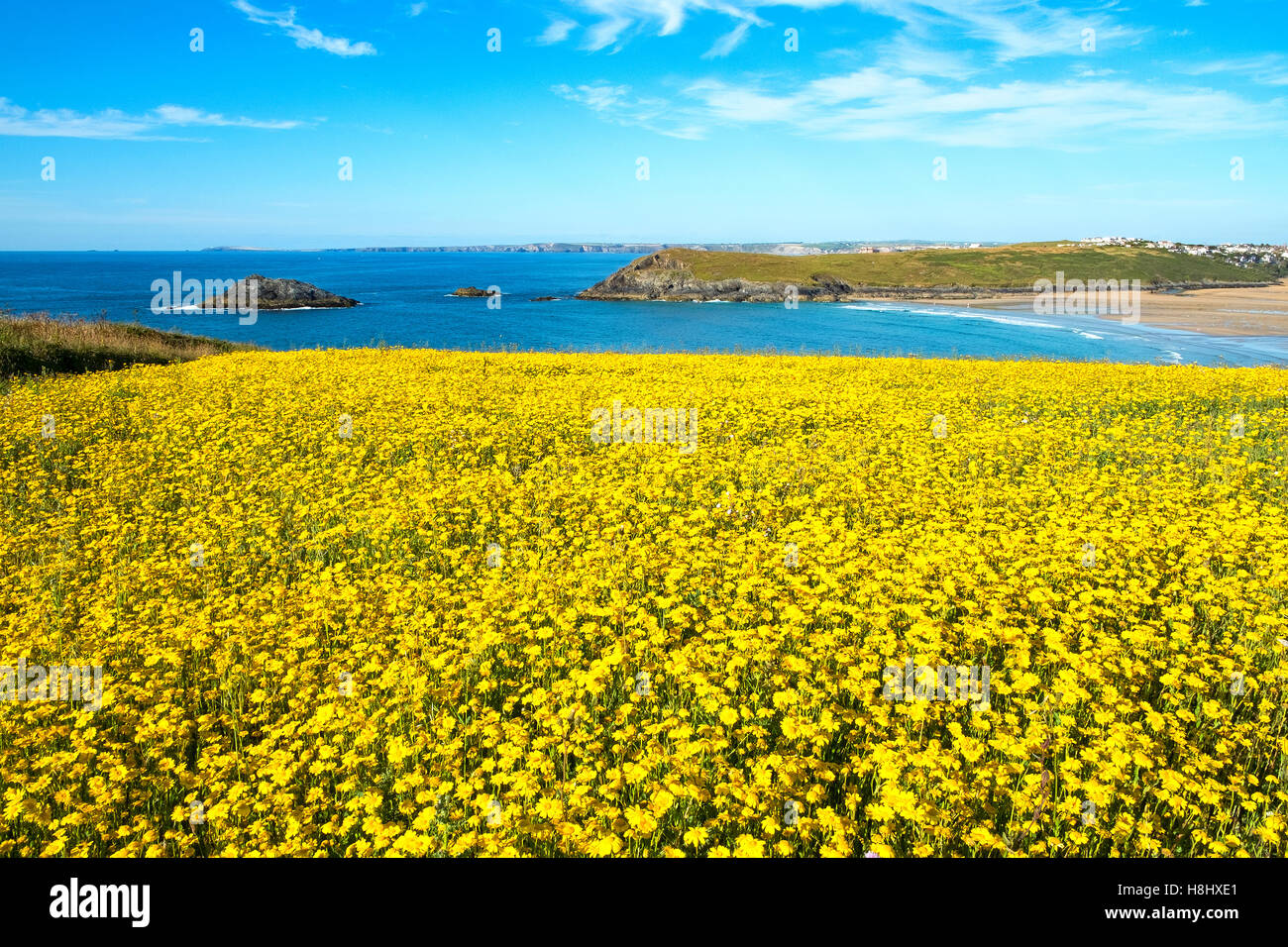 corn marigolds in bloom at west pentire in cornwall, england, uk Stock Photo