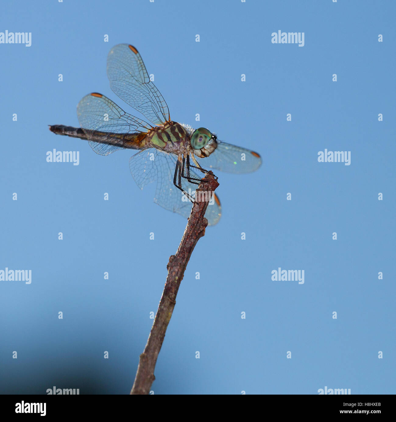 Green dragonfly on a stick that looks like it is smiling Stock Photo ...