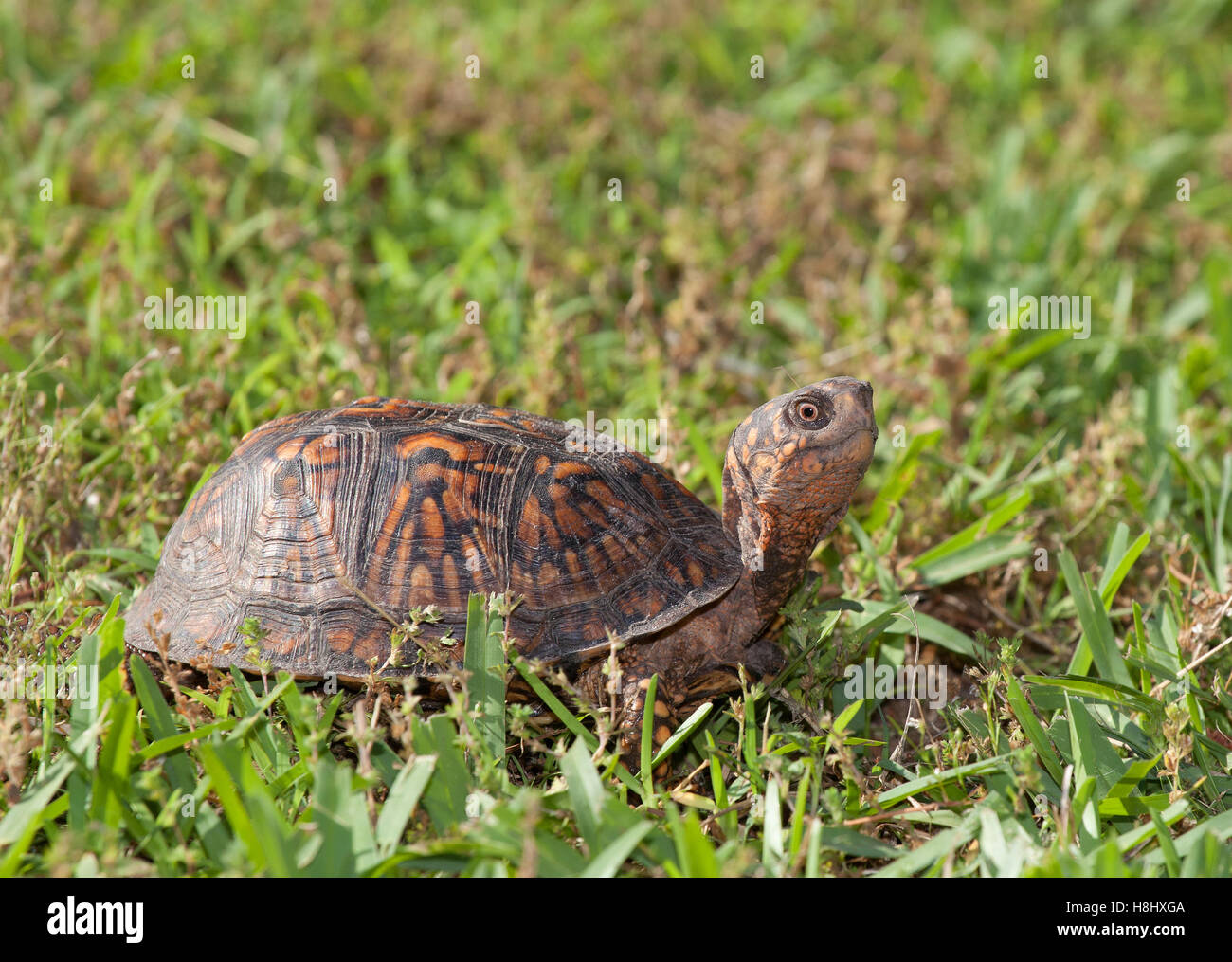 Turtle Out Of Shell High Resolution Stock Photography and Images - Alamy