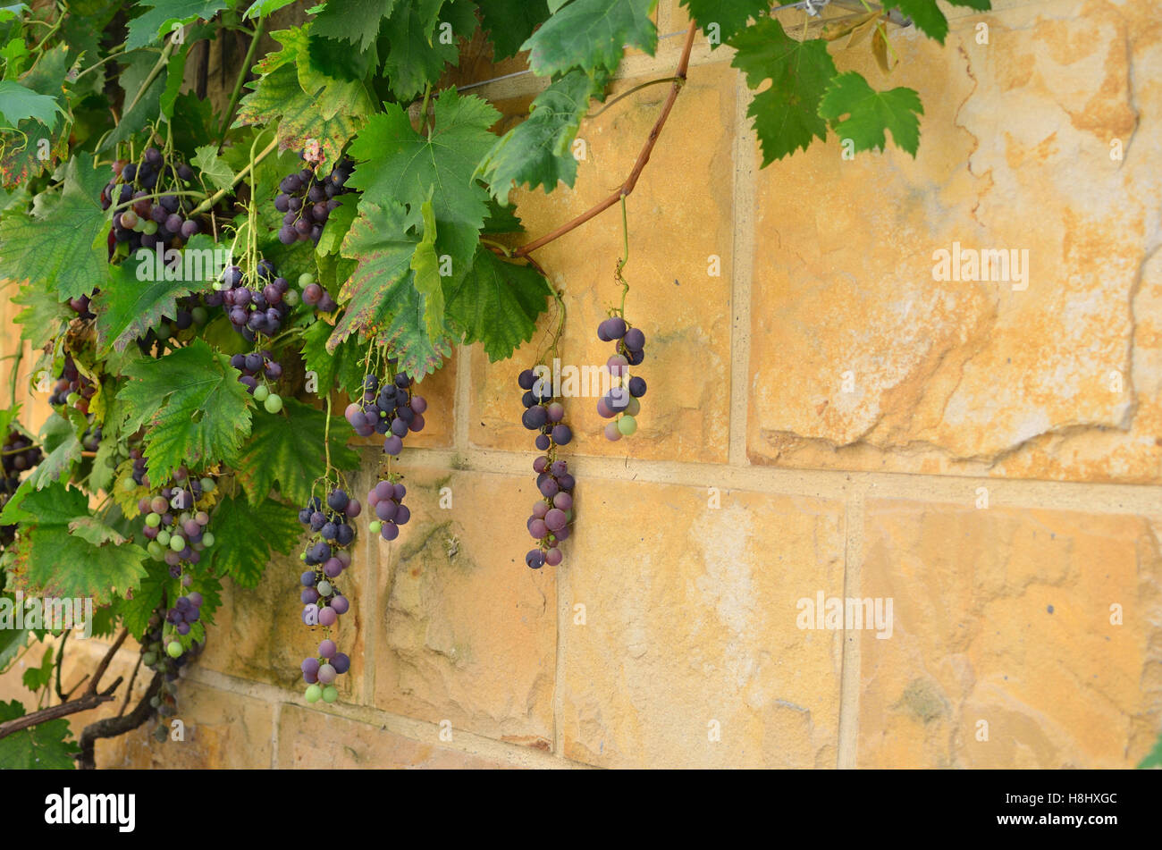Stone wall in Italian style with vine and red grapes Stock Photo