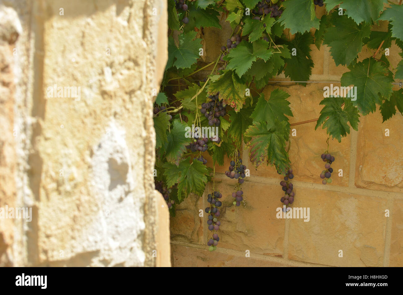 Vine and red grapes with blurred stone wall for copy text Stock Photo