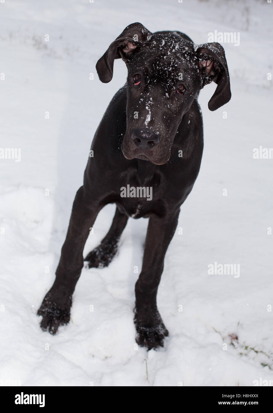 Black great Dane dog that has snow on its head Stock Photo