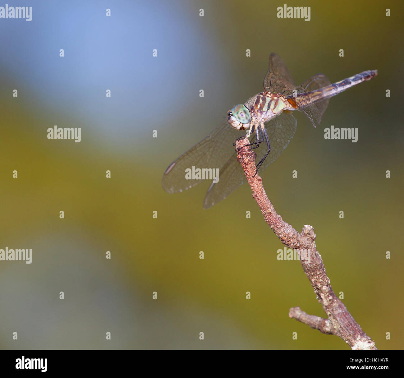 Green headed dragonfly on a stick with its wings up Stock Photo - Alamy