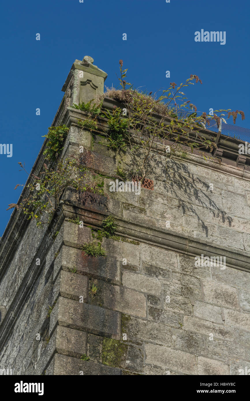 Plants growing in roof / gutters of an old, run down, building Stock