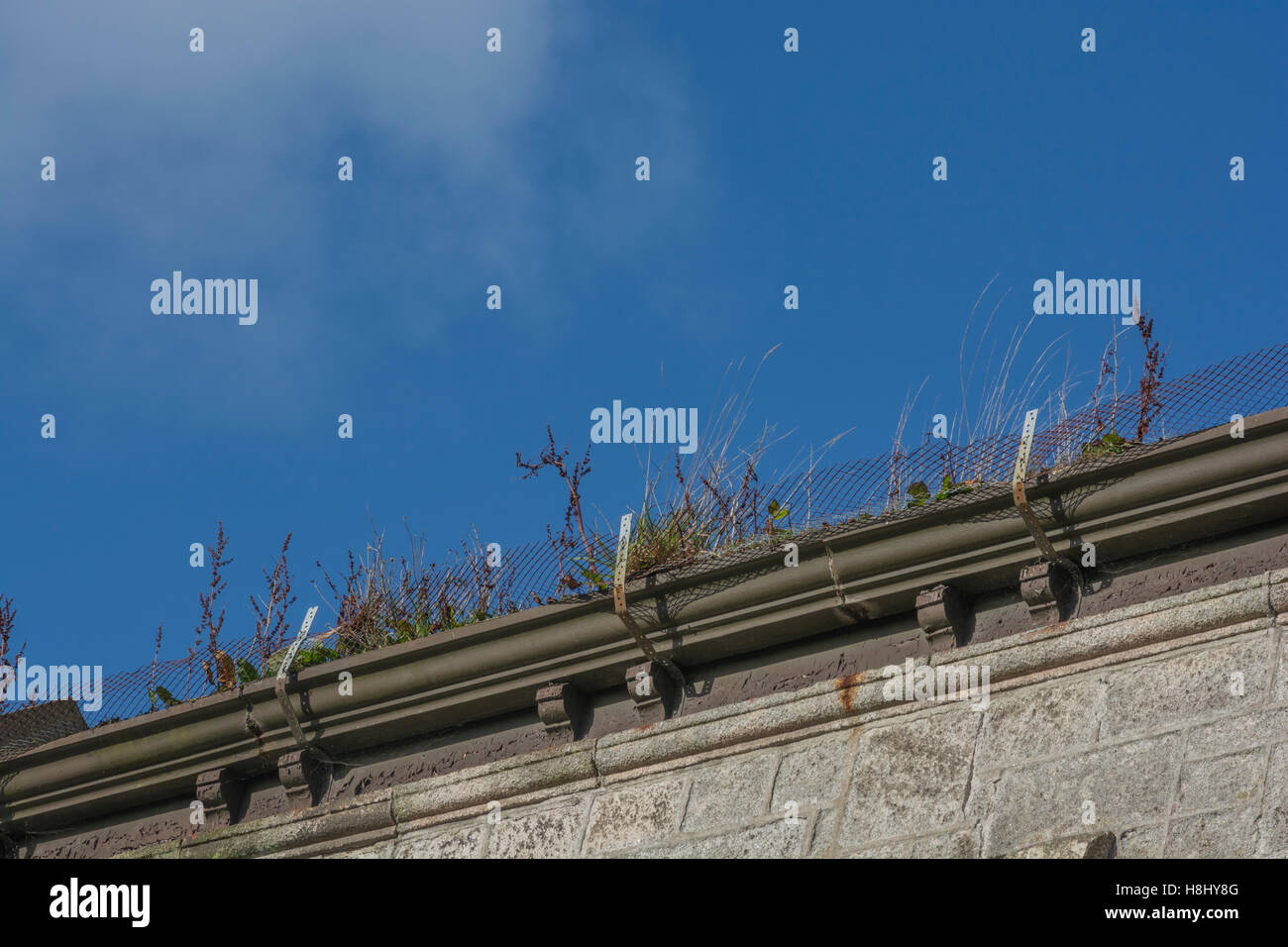 Plants growing in roof / gutters of an old, run down, building Stock