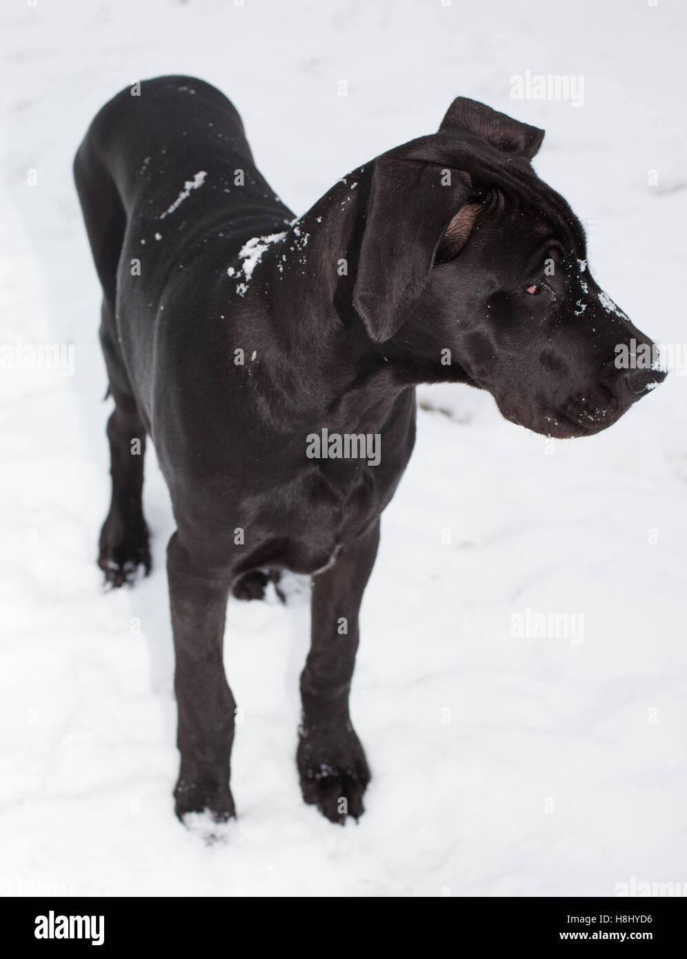 Black great Dane in the snow looking at something Stock Photo