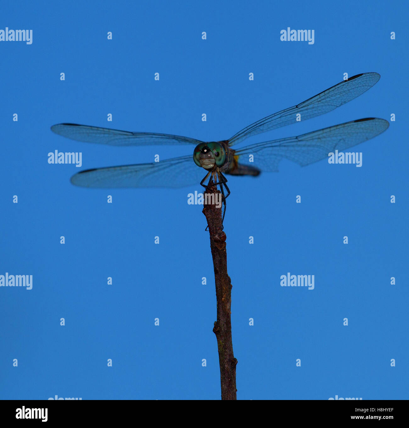 Green dragonfly seen from the front as it is waiting on a stick Stock ...