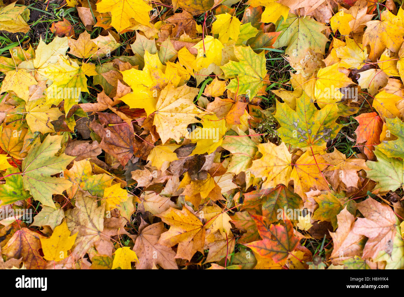 Yellow fallen leaves on ground, autumn ground texture Stock Photo - Alamy