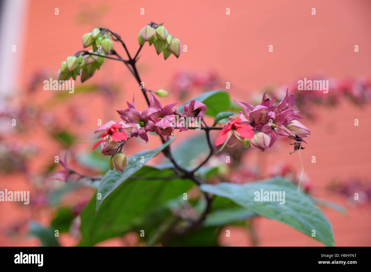 Bleeding Hearts Flowers Stock Photo