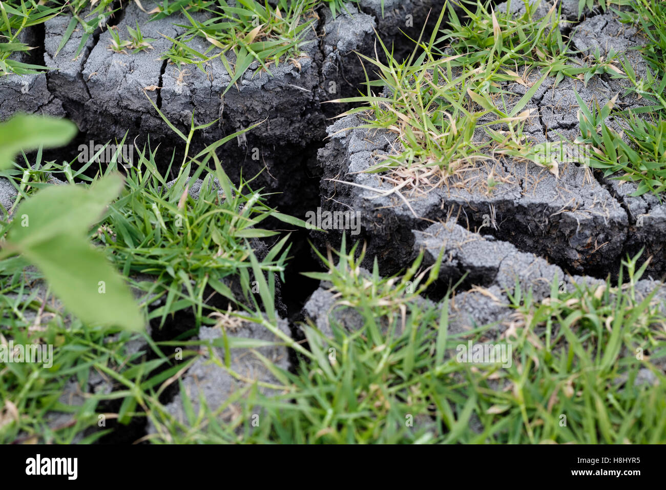 Green Grass Growing On Gray Mud With Deep Cracks From Dryness Stock Photo