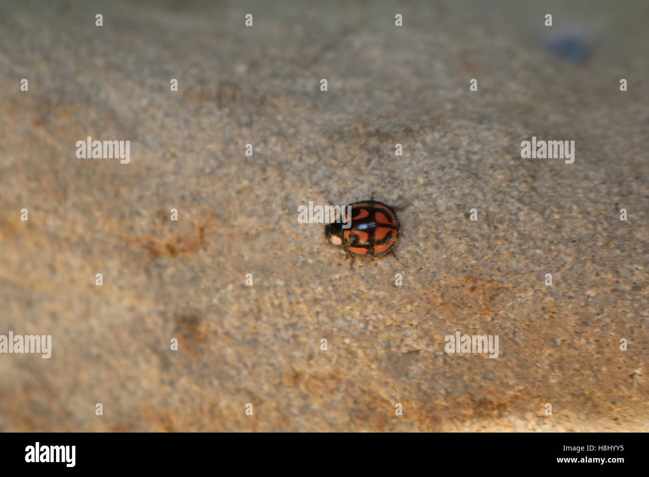 Chinese Ladybug Stock Photo