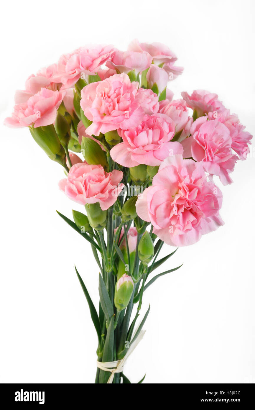 pink carnation flowers on white background Stock Photo