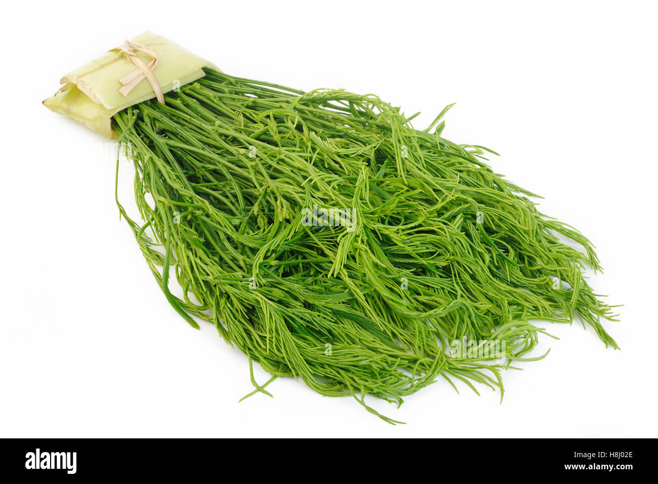 Climbing Wattle, Acacia, Chaom Stock Photo Alamy