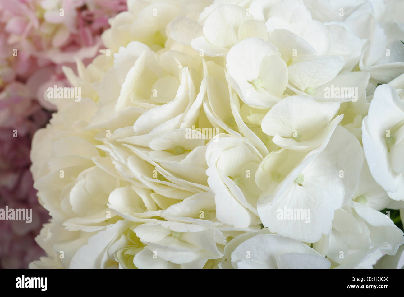 hydrangea flowers Stock Photo