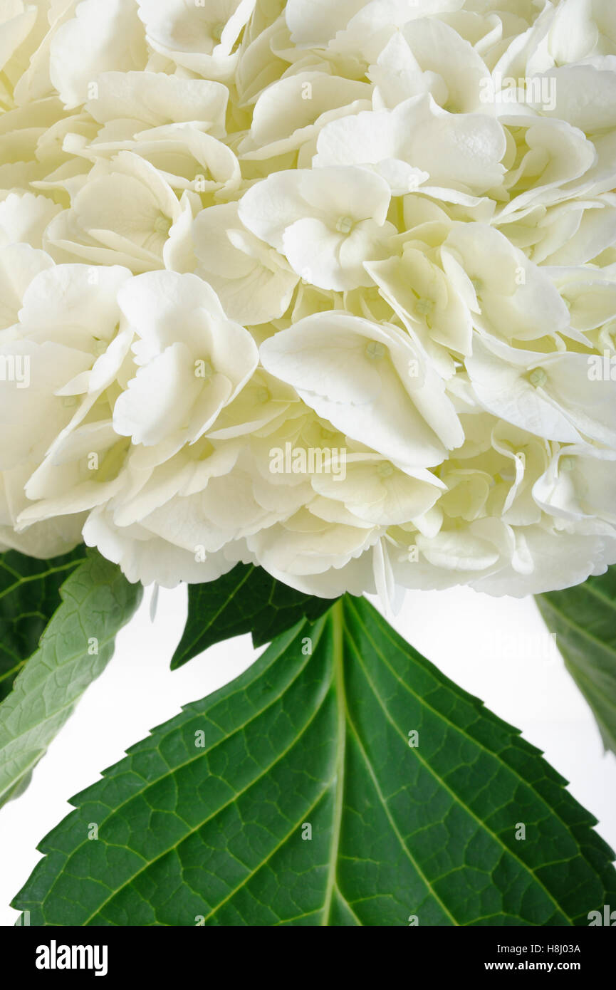 white hydrangea flowers Stock Photo