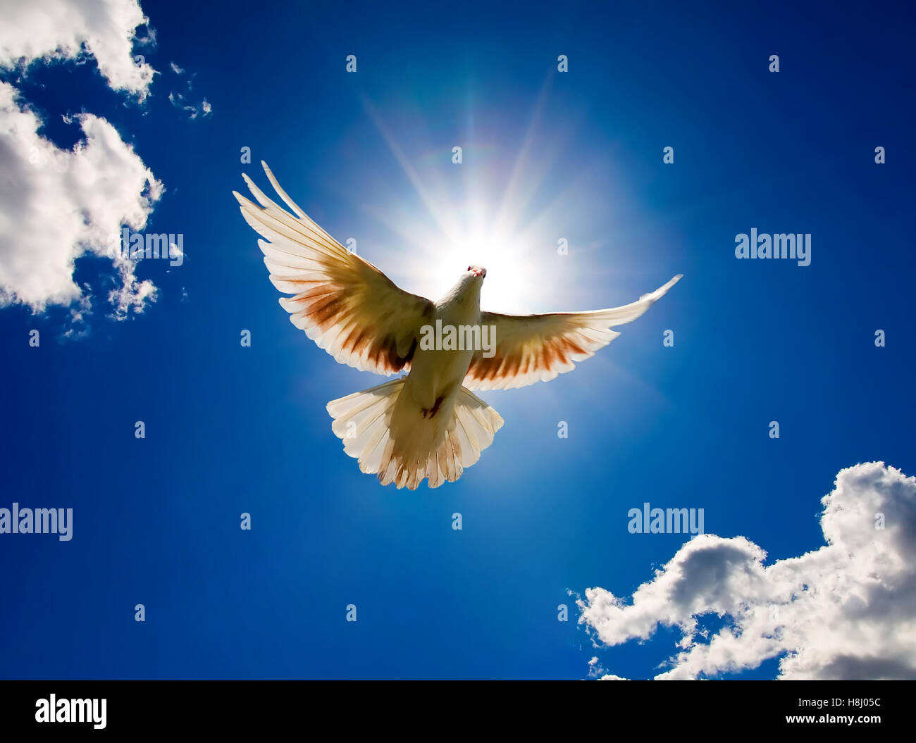 Dove in the air with wings wide open infront of the sun Stock Photo
