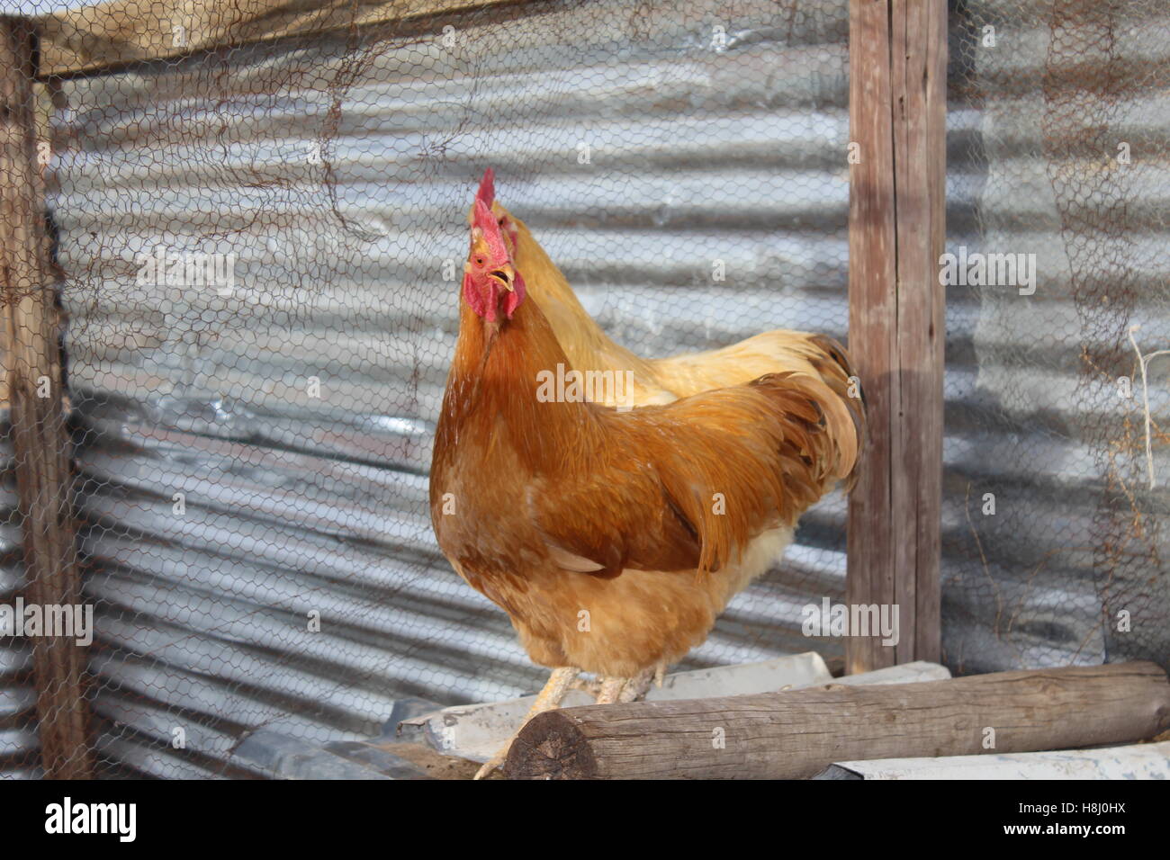 Buff orpington roosters Stock Photo