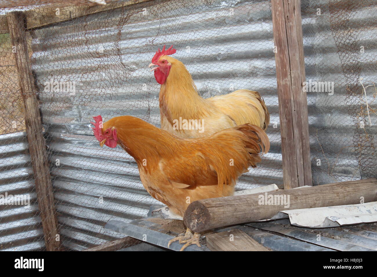 Buff Orpington roosters Stock Photo