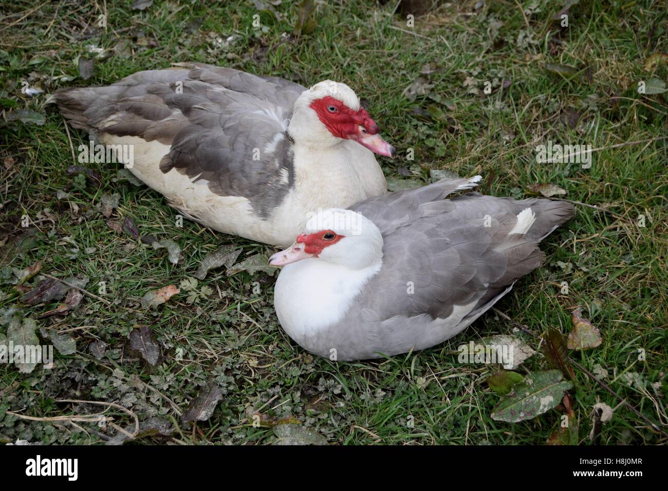 A breeding pair of Muscobvy ducks lavender Stock Photo