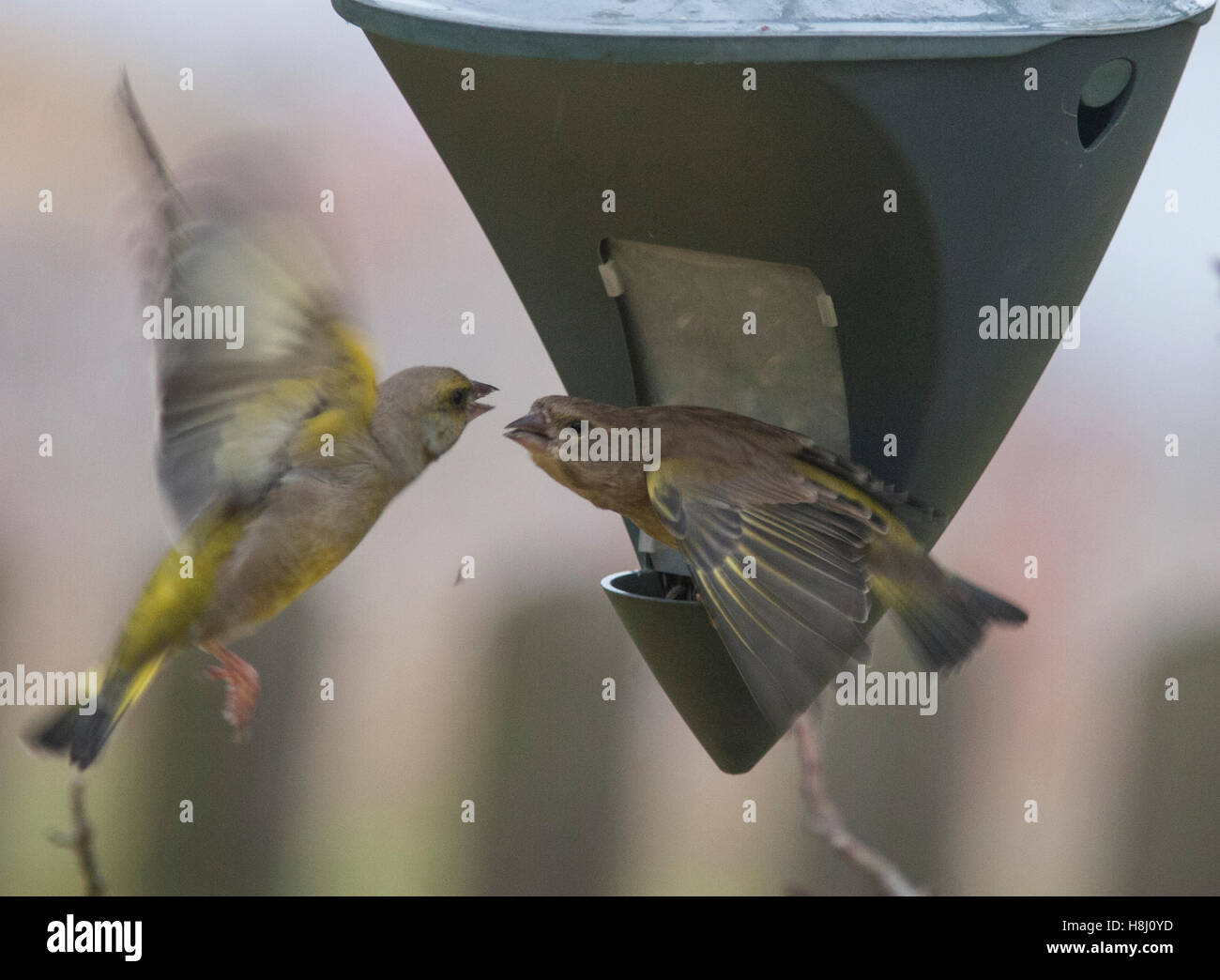 Green finches hires stock photography and images Alamy
