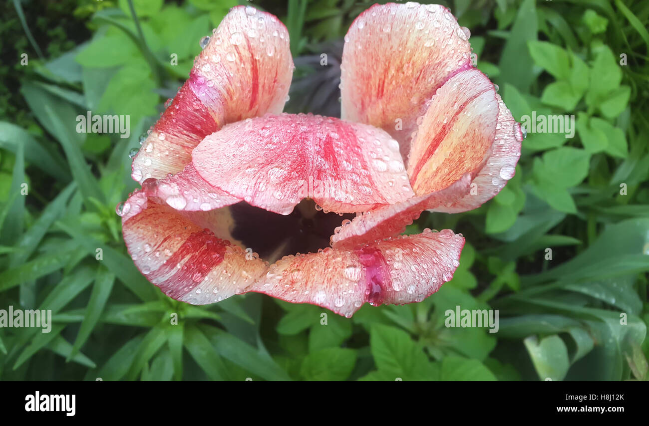 Orange tulip rain water hi-res stock photography and images - Alamy