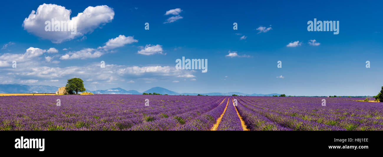 Summer in Valensole with lavender fields, stone house and heart-shaped cloud. Alpes de Hautes Provence, France Stock Photo