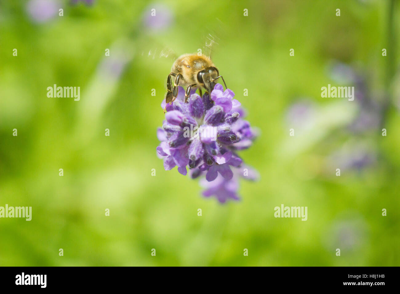 Honeybee on lavender flower macro closeup Stock Photo