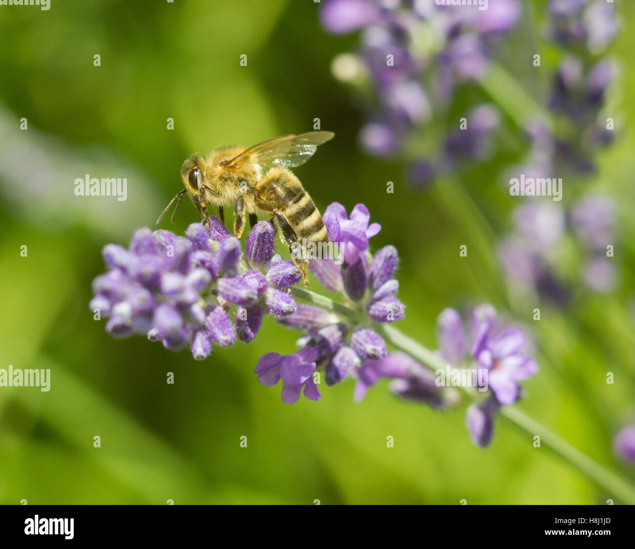 Honeybee on lavender flower macro closeup Stock Photo