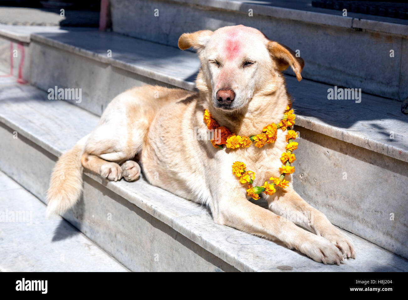 Dog adorned with marigolds and tikka for the Tihar festival in
