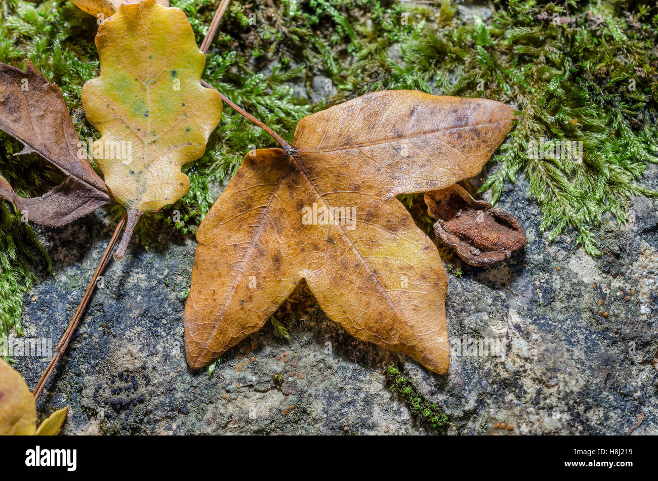 Feuilles mortes, forêt de Sainte Baume, Var, France Stock Photo - Alamy