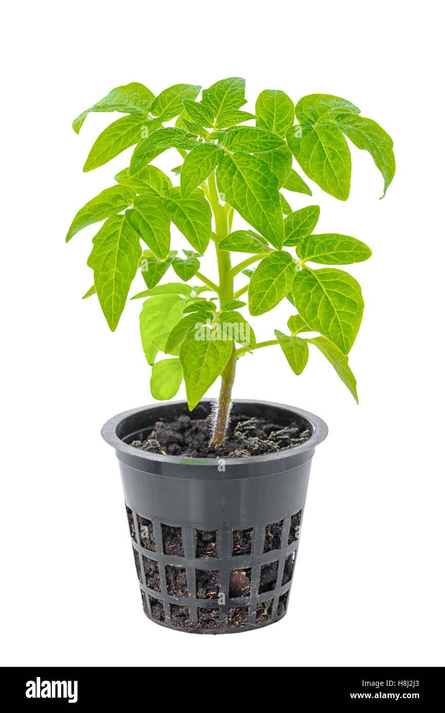 young seedling of fresh green tomatoes in flower pot is isolated on white background, close up Stock Photo