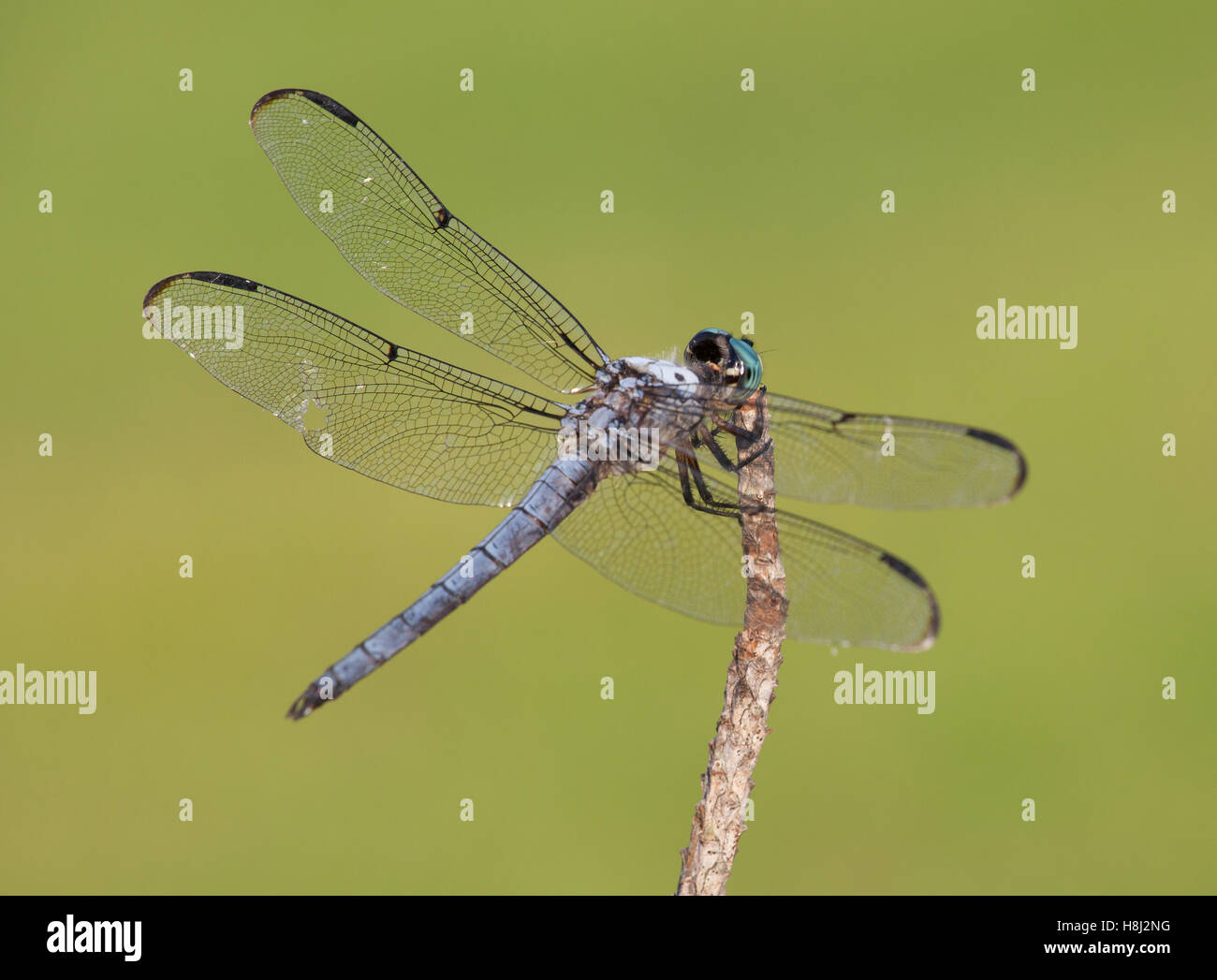 Blue headed dragonfly that is on a stick with green background Stock ...
