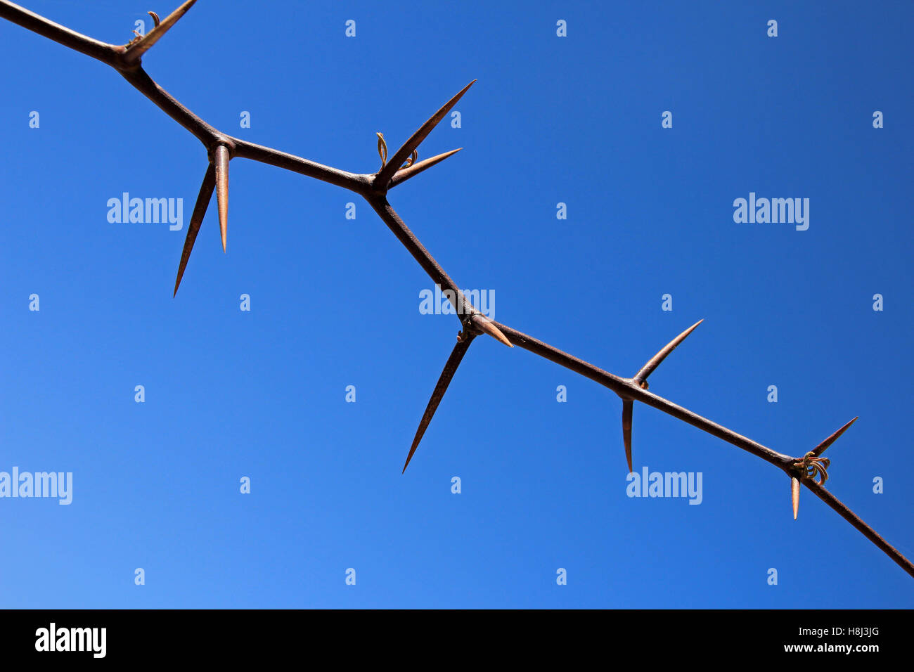 Huge thorns against the blue sky, Fiambala, Catamarca, Argentina Stock Photo