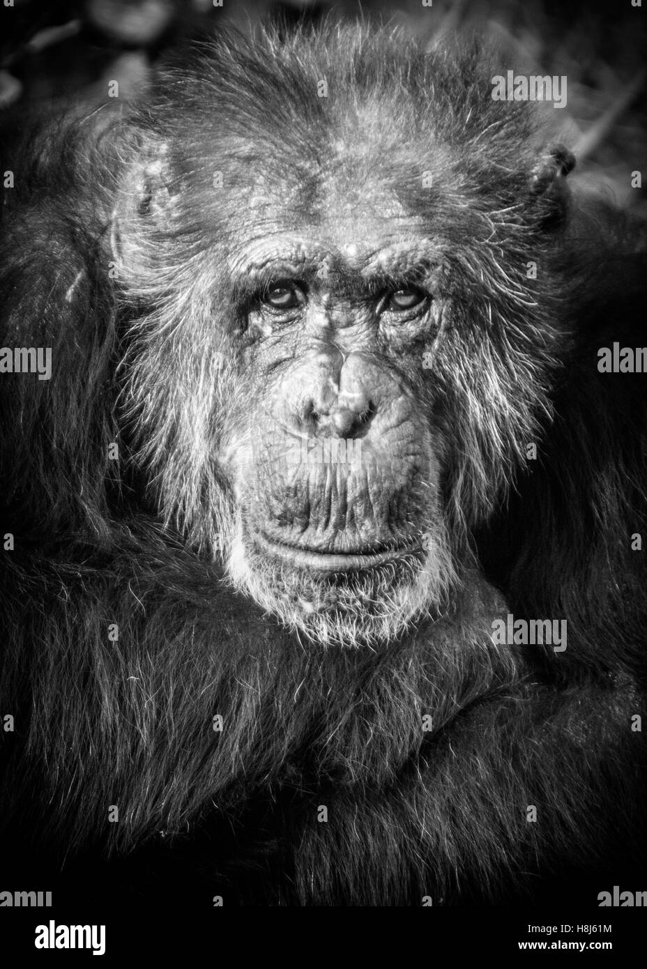 Monochrome portrait photograph of an old male Chimpanzee Stock Photo